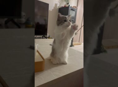 耳かきが好きすぎてマンチ立ちする子猫さん🐱 #マンチカン #多頭飼い #猫 #かわいい #cat #munchkins #短足猫 #芒奇金 #曼基康猫 #cute #猫のいる暮らし