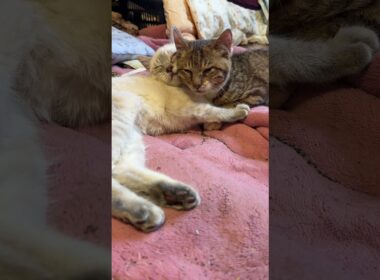 無理くり顔を寄せ合う子ネコ２匹。シャムの雫、キジシロ来夢。すぐ苦しくなり、やめる雫