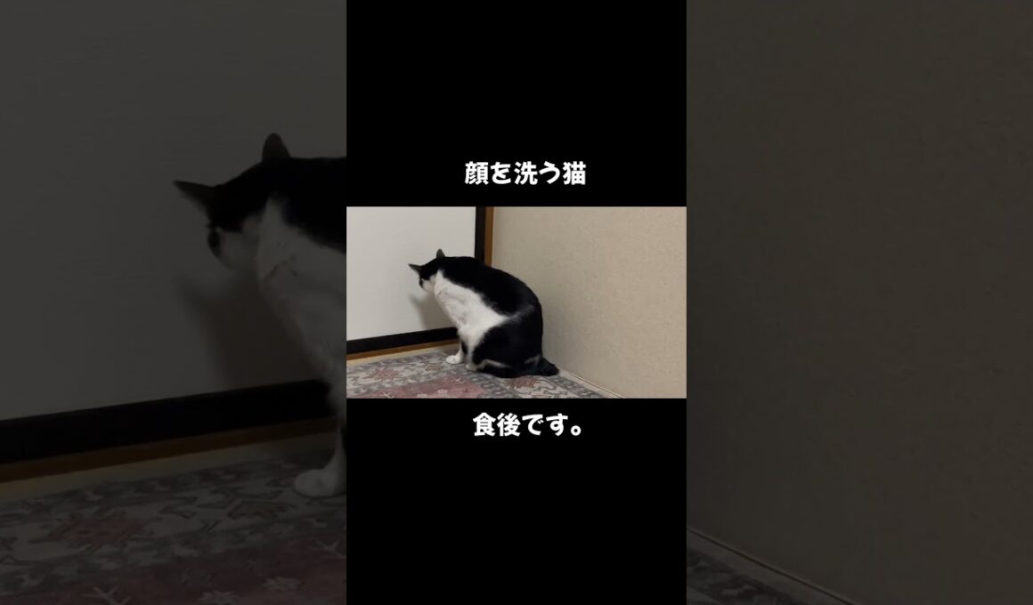 食後に顔を洗う猫 #猫のいる暮らし #保護猫 #cat