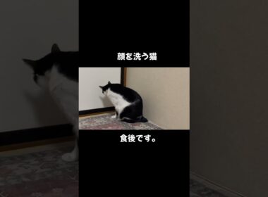 食後に顔を洗う猫 #猫のいる暮らし #保護猫 #cat