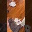 気にしないよ #ねこ動画 #アメリカンカール #shortsvideo