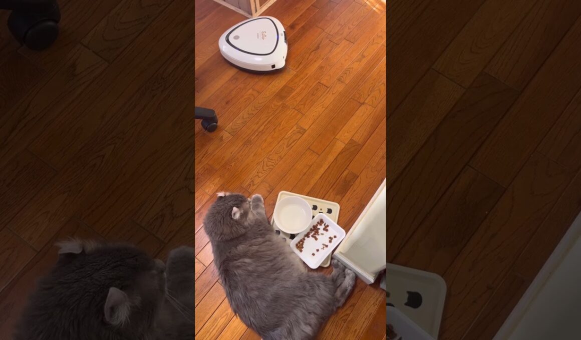 気にしないよ #ねこ動画 #アメリカンカール #shortsvideo