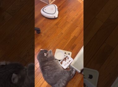 気にしないよ #ねこ動画 #アメリカンカール #shortsvideo