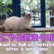 バーマン猫ラフ【久々にやる気満々のラフ】Raphael is full of motivation after a long time（バーマン猫）Birman/Cat