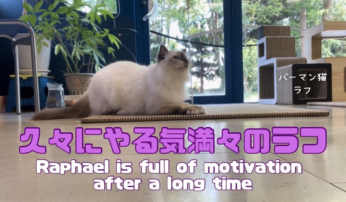 バーマン猫ラフ【久々にやる気満々のラフ】Raphael is full of motivation after a long time（バーマン猫）Birman/Cat