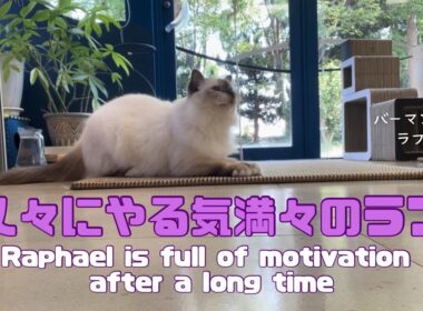 バーマン猫ラフ【久々にやる気満々のラフ】Raphael is full of motivation after a long time（バーマン猫）Birman/Cat
