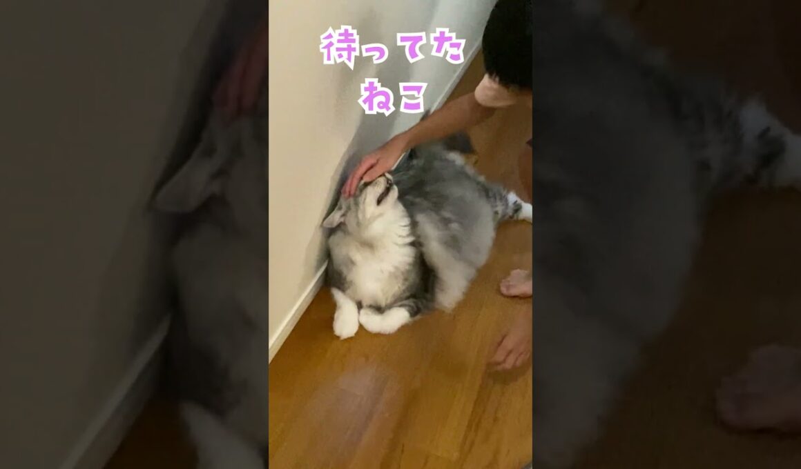 玄関で少年を待っていてくれた大型猫。嬉しくてモフモフする少年#メインクーン#shorts