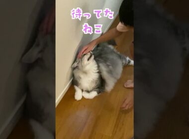 玄関で少年を待っていてくれた大型猫。嬉しくてモフモフする少年#メインクーン#shorts