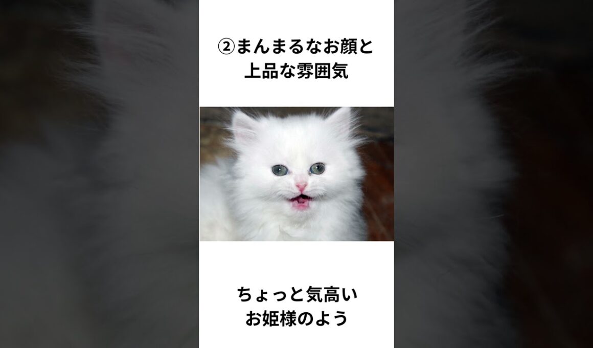 ペルシャの魅力 3選　#ペルシャ猫 #猫 #shorts