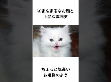 ペルシャの魅力 3選　#ペルシャ猫 #猫 #shorts