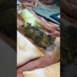 子ネコ２匹。キジシロ来夢は、まだ闘病中。シャムの雫は、変顔