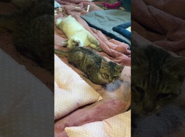 子ネコ２匹。キジシロ来夢は、まだ闘病中。シャムの雫は、変顔