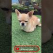 肩乗りコートチワワ 三太くんはスフィンクス #Shorts #dog