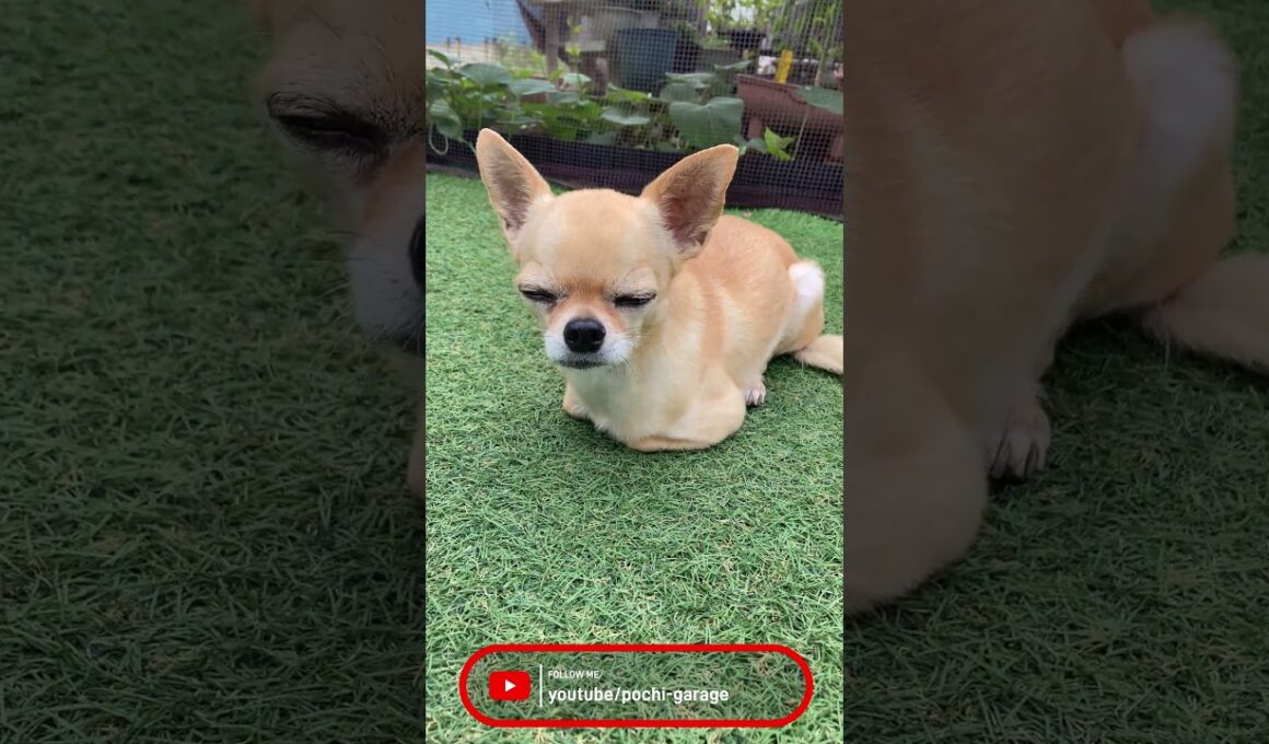 肩乗りコートチワワ 三太くんはスフィンクス #Shorts #dog
