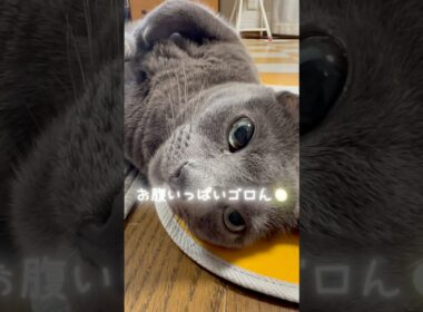【ロシアンブルー】めろん新しい週の始まり🤗今週も穏やかに過ごせますように🍂【猫】#shorts