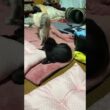 シャムの子ネコ雫に、ちょっかいを出す黒猫の子ネコ黒夢、拒否られたな。と、コンテナから見つめるキジシロのルル