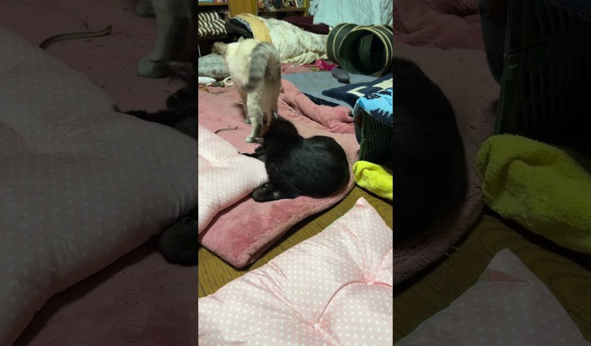 シャムの子ネコ雫に、ちょっかいを出す黒猫の子ネコ黒夢、拒否られたな。と、コンテナから見つめるキジシロのルル