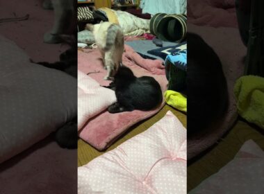 シャムの子ネコ雫に、ちょっかいを出す黒猫の子ネコ黒夢、拒否られたな。と、コンテナから見つめるキジシロのルル