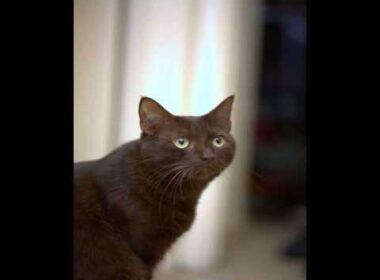 havana brown cats pictures