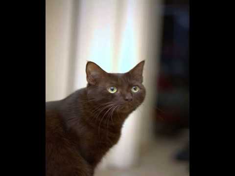 havana brown cats pictures