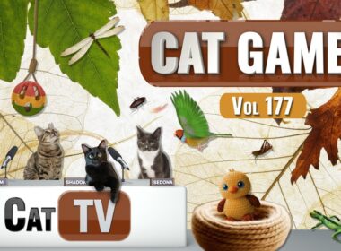 CAT Games | Ultimate Cat TV Compilation Vol 177 | 8 HOURS  🐝🐞🦋🦎🦜🐜🐭🧵