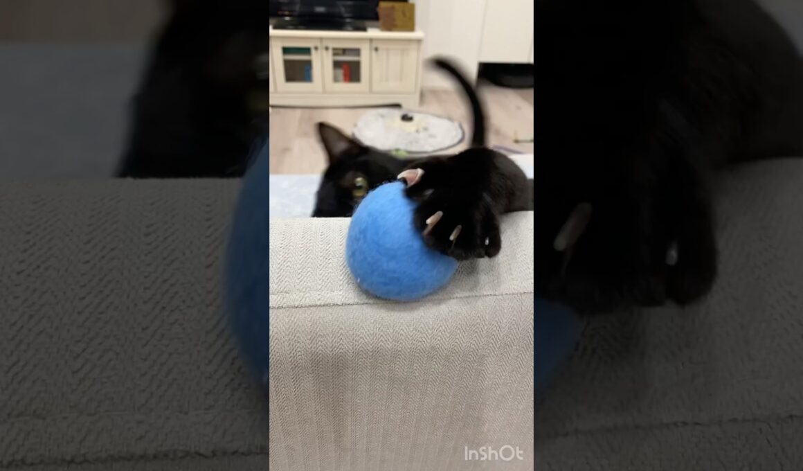 絶対に落とす黒猫　#ボンベイ #子猫 #cat #bombay #猫のいる暮らし #猫のいる生活 #ねこ #ねこ動画 #猫好きさんと繋がりたい #おもちゃ #かわいい #癒やし #肉球