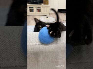絶対に落とす黒猫　#ボンベイ #子猫 #cat #bombay #猫のいる暮らし #猫のいる生活 #ねこ #ねこ動画 #猫好きさんと繋がりたい #おもちゃ #かわいい #癒やし #肉球