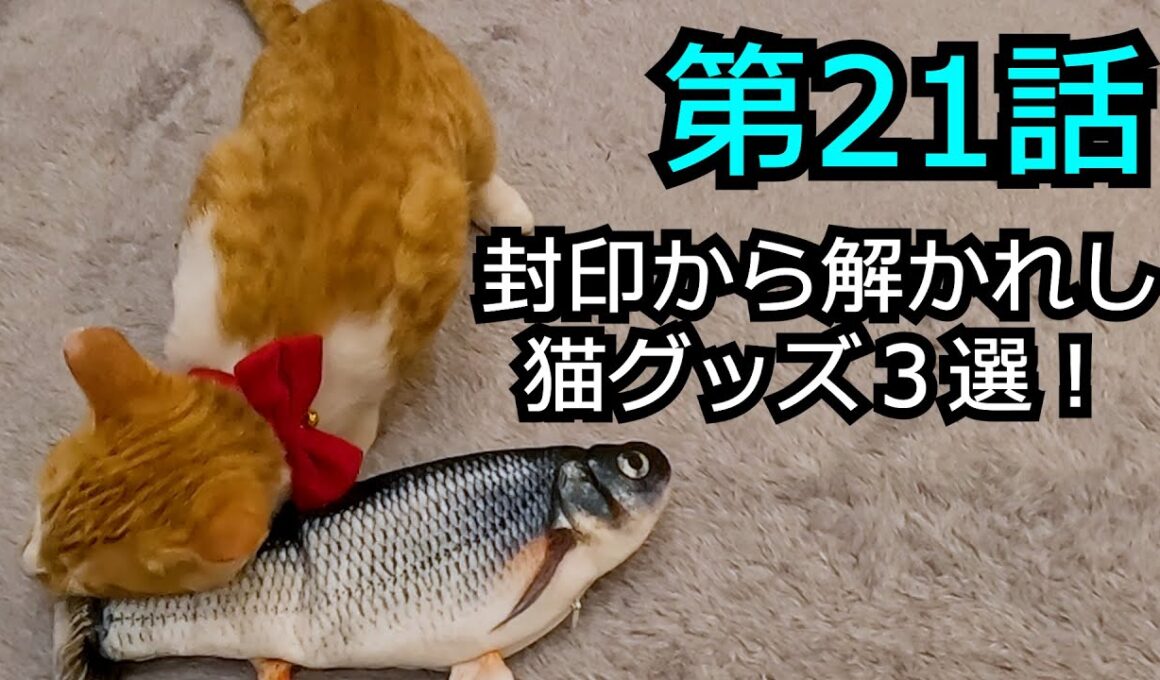 【第21話】片目が潰れた子猫、猫グッズ３選を封印から解いた