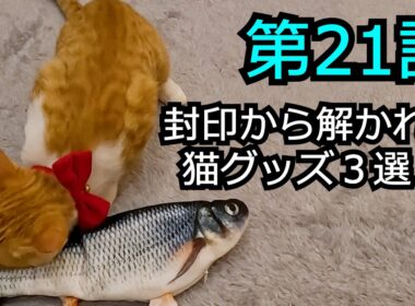 【第21話】片目が潰れた子猫、猫グッズ３選を封印から解いた