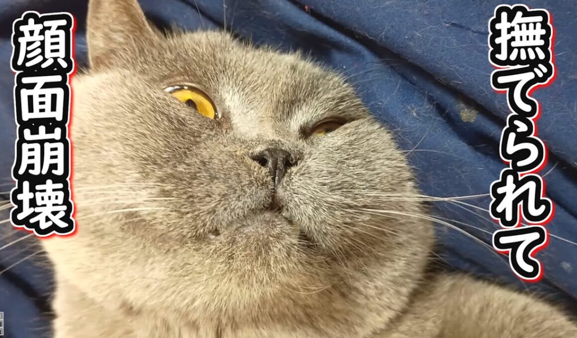 【保護猫】気持ちよすぎて顔面が崩壊した猫【ブリティッシュショートヘア】