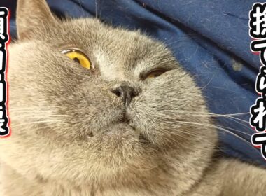 【保護猫】気持ちよすぎて顔面が崩壊した猫【ブリティッシュショートヘア】