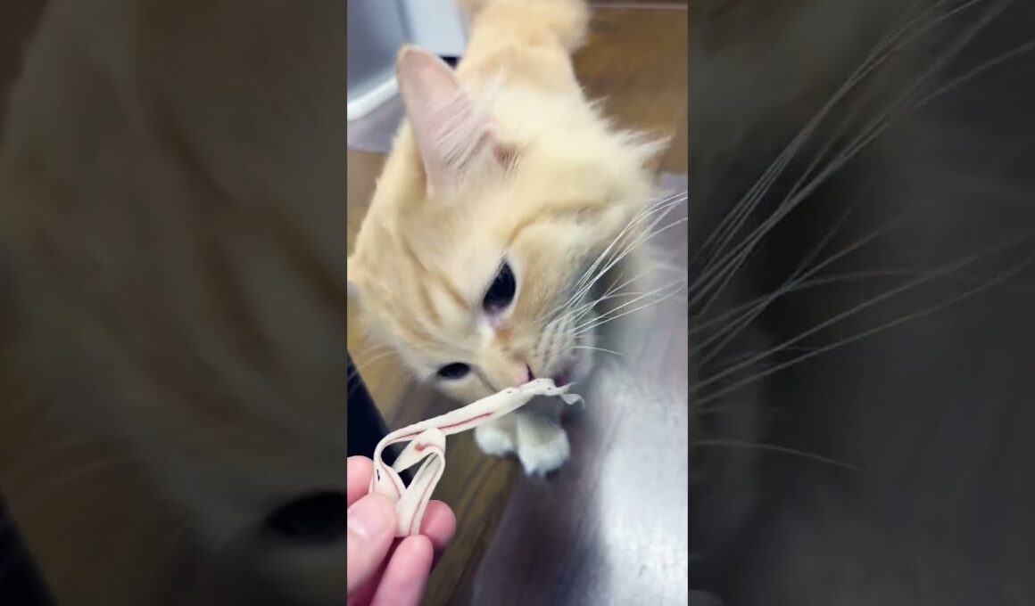 #猫のいる暮らし #ラガマフィン #アメリカンカール