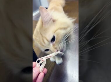 #猫のいる暮らし #ラガマフィン #アメリカンカール