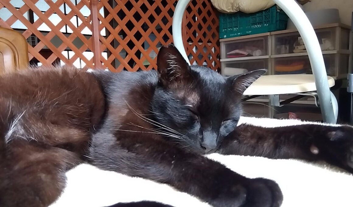 黒猫｜保護してから1か月間の記録:A record of the one month since rescue.