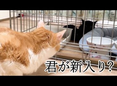 初めて保護子猫に近づく先住猫の反応