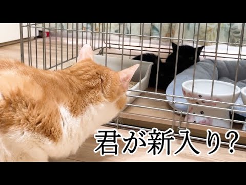 初めて保護子猫に近づく先住猫の反応