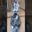 シルバーのメインクーンジルちゃんお渡し