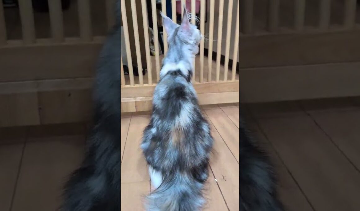 シルバーのメインクーンジルちゃんお渡し