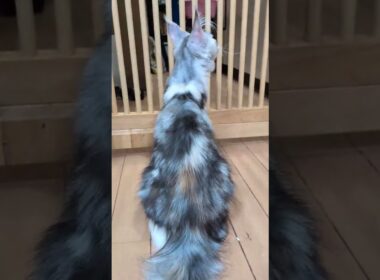 シルバーのメインクーンジルちゃんお渡し