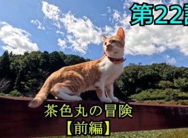 【第22話】片目が潰れた子猫、茶色丸の冒険【前編】
