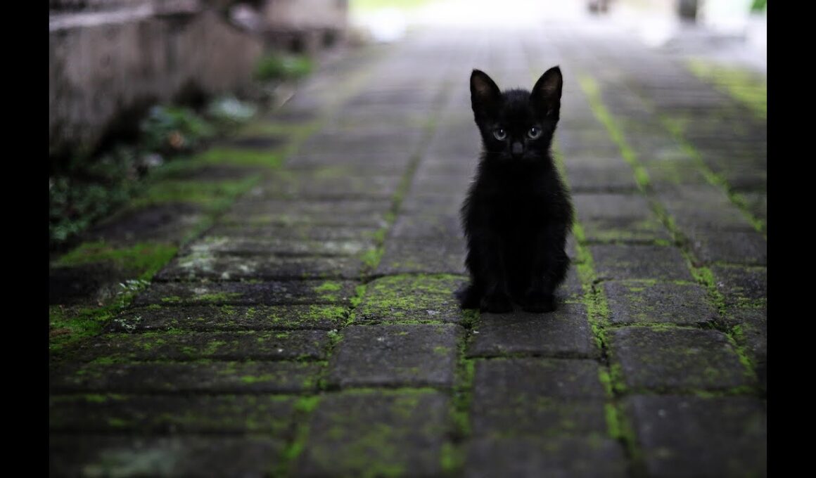 なぜか猫を見ているだけでほのぼのするんです！ #癒し #猫  #動物 #animals #animal #猫動画  #aianimals #かわいい動物 #可愛い動物 #かわいい #可愛い猫