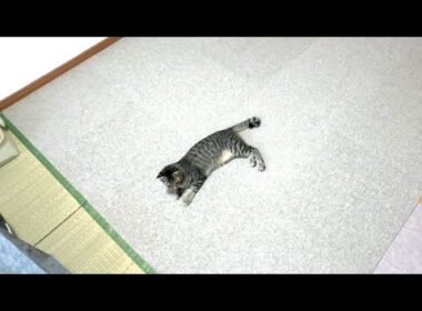 【保護猫】しばらく続いた子猫のトイレ問題について