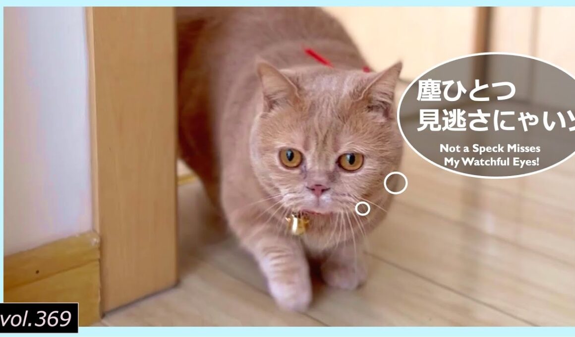 短足猫のお家見まわりお掃除チェック!【マンチカン】