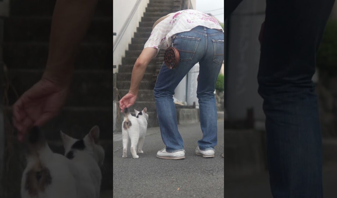 熱海│猫との生活│ 野良ニャンズ２号のタヌちゃん！朝ご飯だよ！チュン達も朝ご飯だよ！#伊豆 #熱海 #ジャパニーズボブテイル #猫のいる暮らし #保護猫  #野良猫  #cat