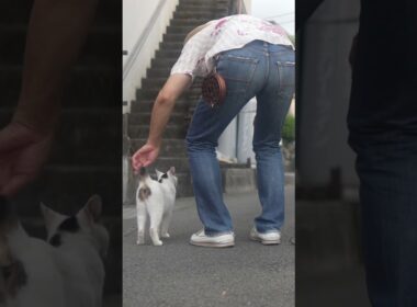 熱海│猫との生活│ 野良ニャンズ２号のタヌちゃん！朝ご飯だよ！チュン達も朝ご飯だよ！#伊豆 #熱海 #ジャパニーズボブテイル #猫のいる暮らし #保護猫  #野良猫  #cat