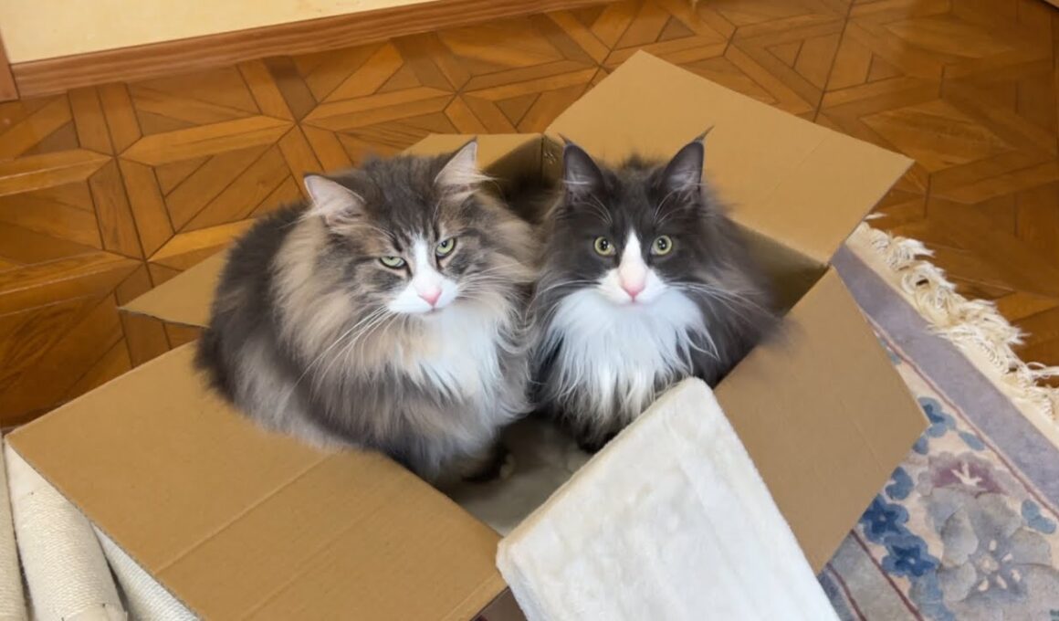 【段ボール開封‼︎】自由すぎるもふ猫たちに今日も邪魔されるwwwノルウェージャンフォレストキャットとターキッシュアンゴラ