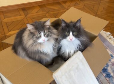 【段ボール開封‼︎】自由すぎるもふ猫たちに今日も邪魔されるwwwノルウェージャンフォレストキャットとターキッシュアンゴラ
