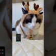 世界陸上を観て思いついちゃったスノーシュー猫 #ラバーガールショートコント #猫のいる暮らし