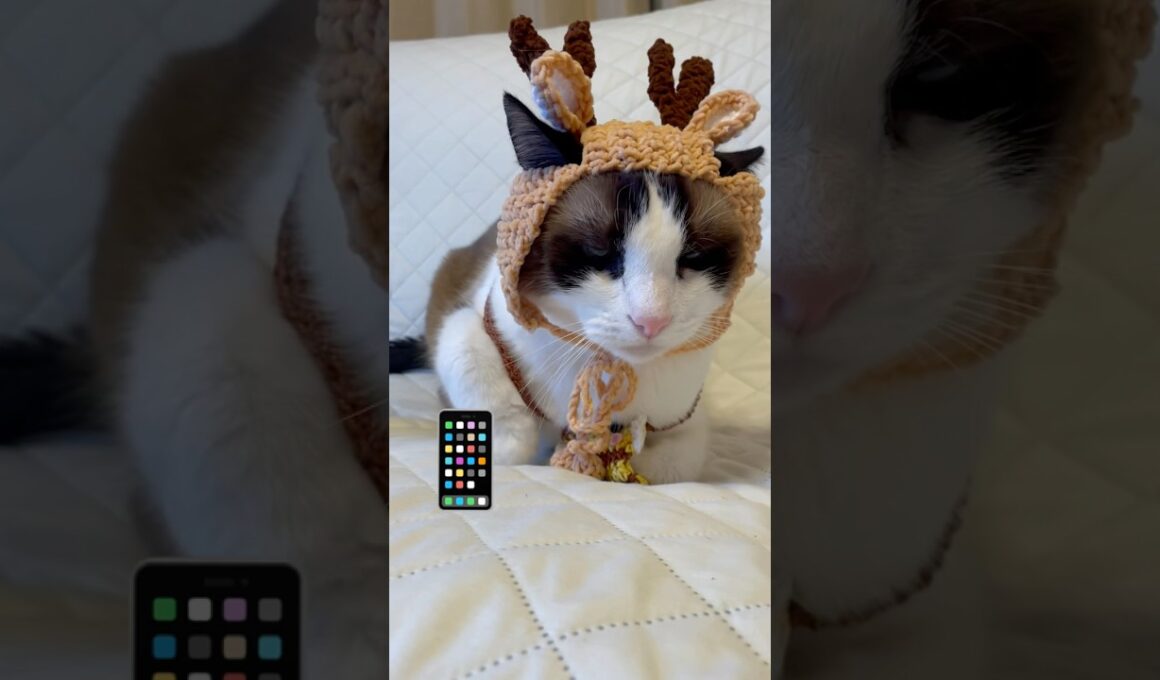世界陸上を観て思いついちゃったスノーシュー猫 #ラバーガールショートコント #猫のいる暮らし