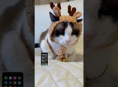 世界陸上を観て思いついちゃったスノーシュー猫 #ラバーガールショートコント #猫のいる暮らし